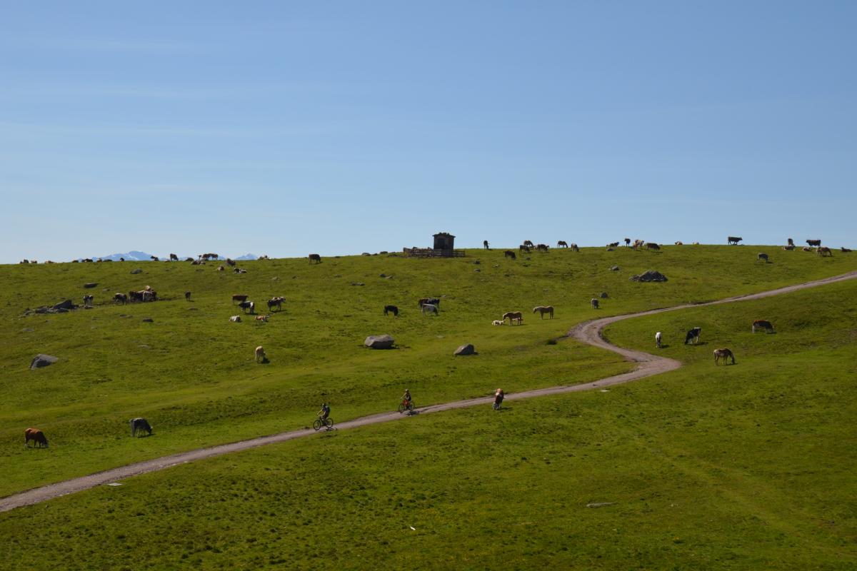 Latschenbrennerei und Platzer Alm 23.06.2020